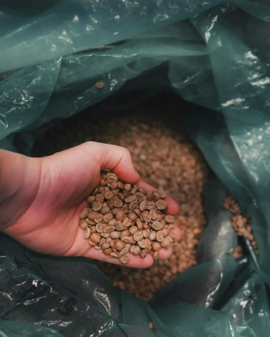Rohkaffee wird aus dem Sack geschoepft